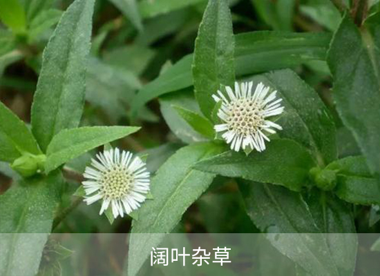 氟胺磺隆 氟胺磺隆